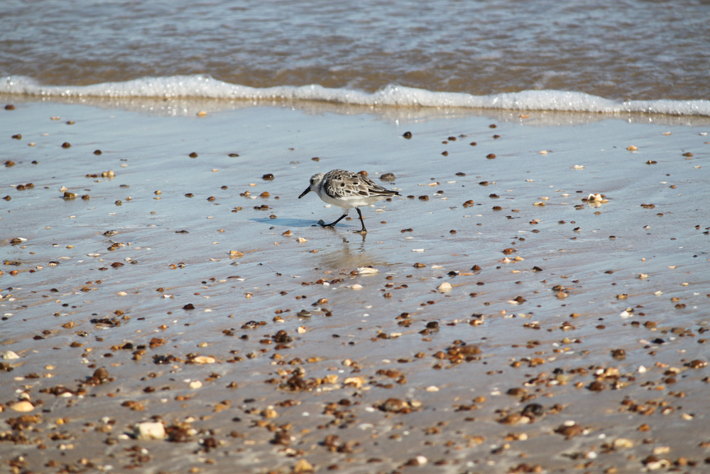 bird walking on the beach in texas