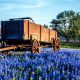 photo of bluebonnets in Texas with a wagon and blue sky