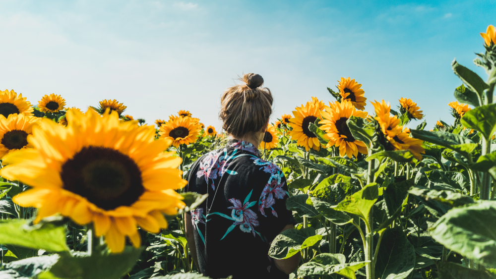 girl sitting in one of the sunflower fields in texas