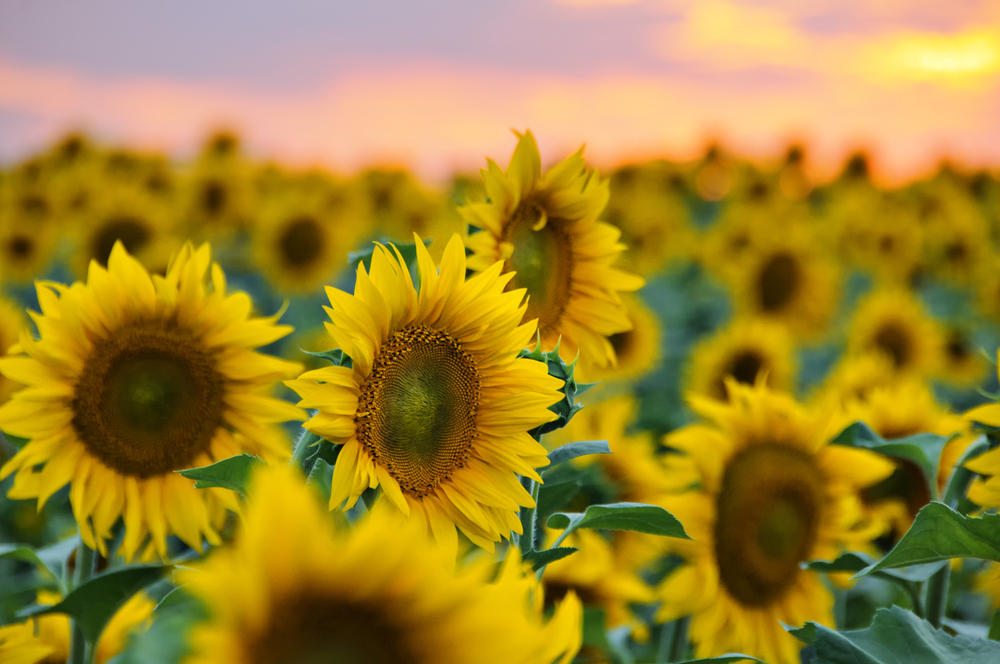 close up of sunflowers in the farm