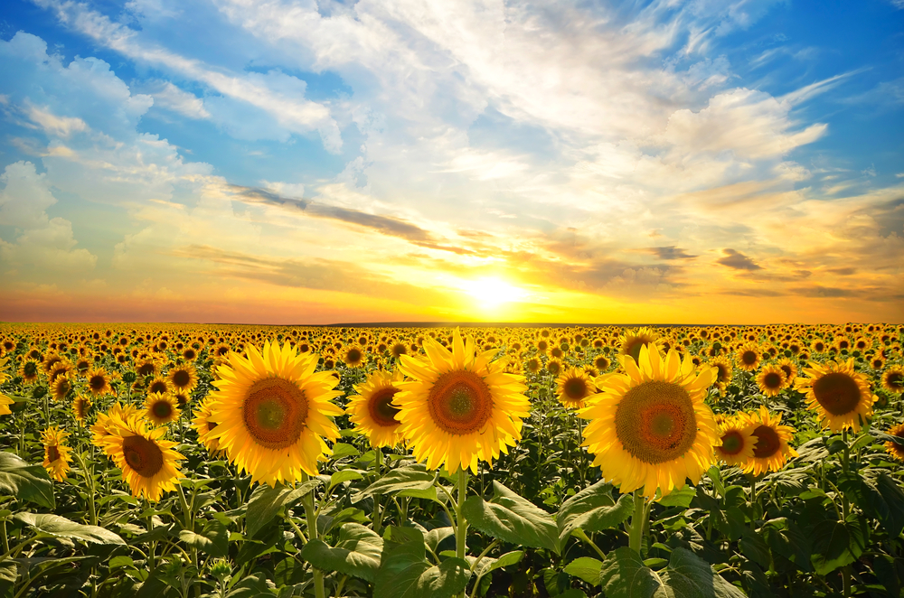 sunset in sunflower field