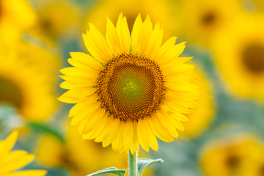 sunflower blooming in a farm