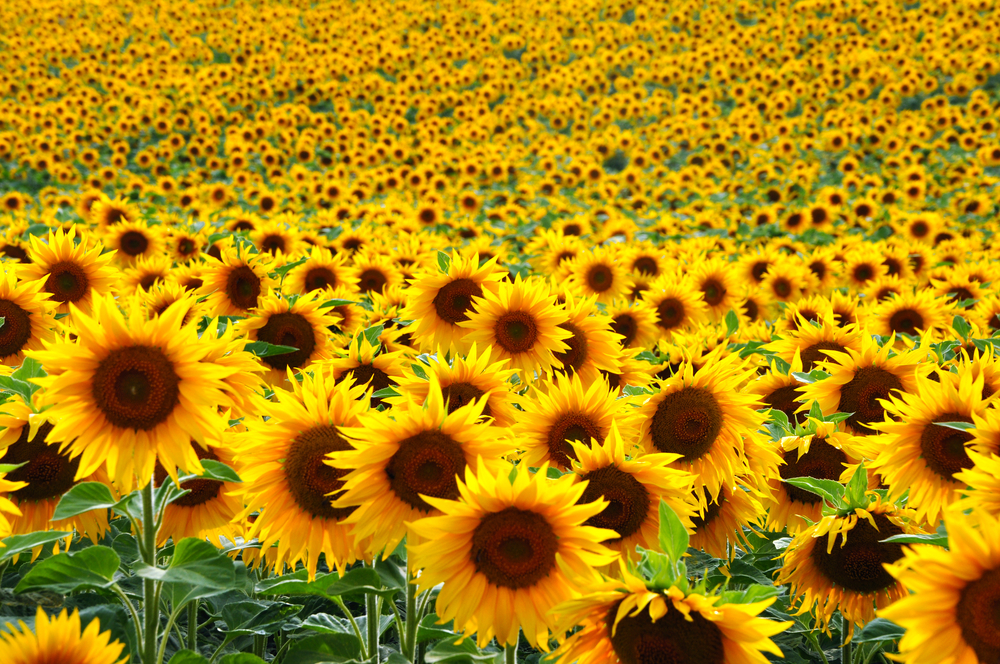 sunflower field