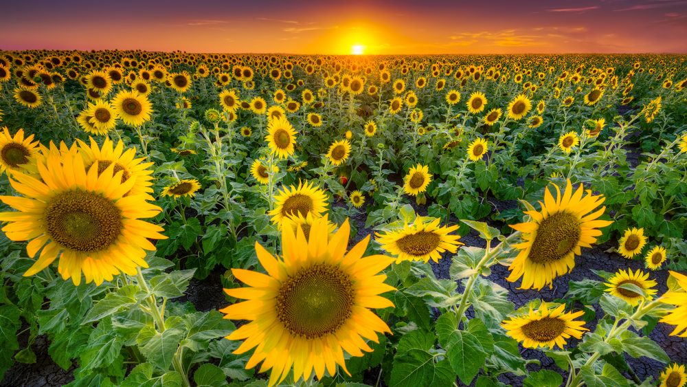 field of sunflowers with the sunset in the background