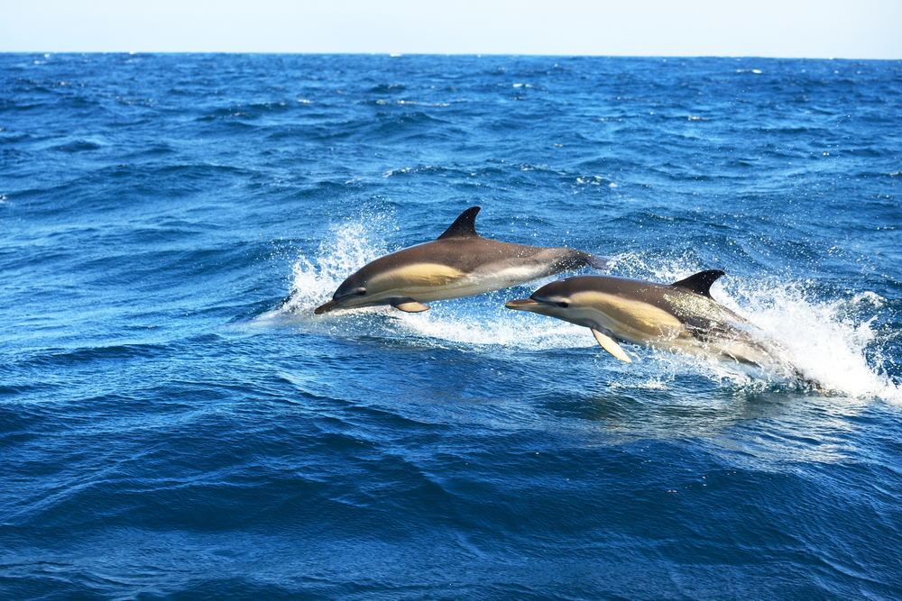 two dolphins jumping in water