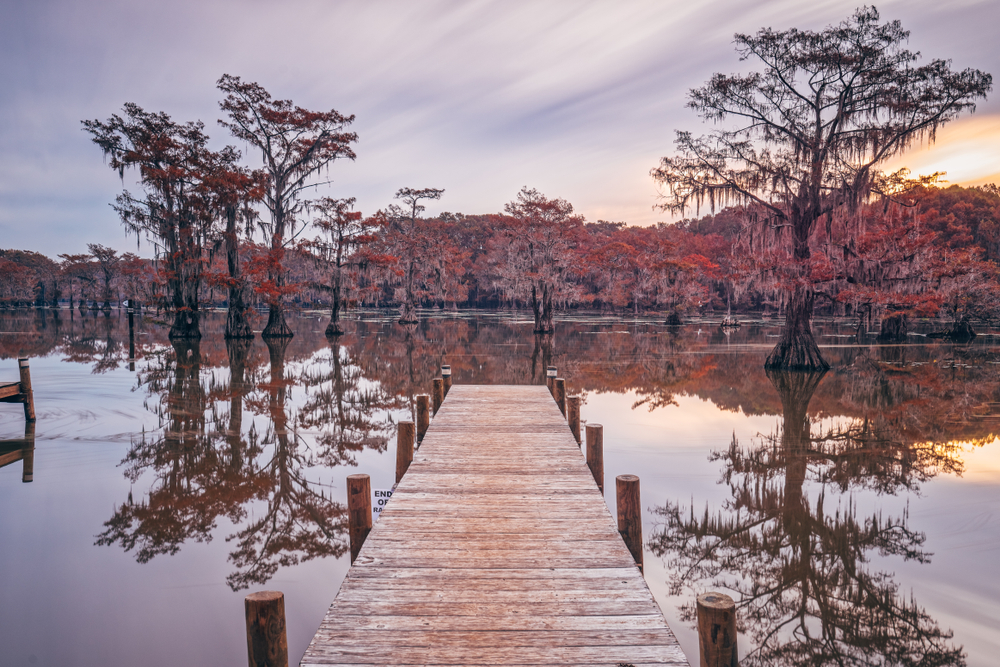 caddo lake with bald cypress trees