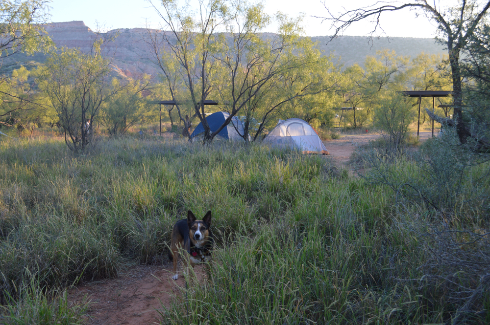 tents pitched surrounded by trees with a dog in front camping in texas