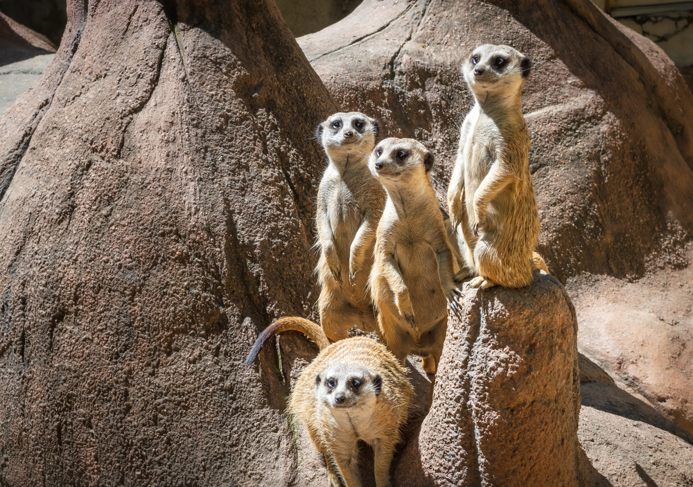 meerkats standing together things to do in waco