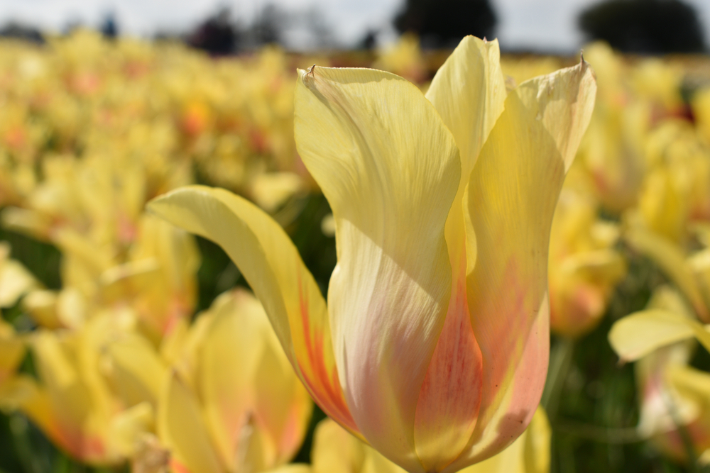 tulip in a garden things to do in denton