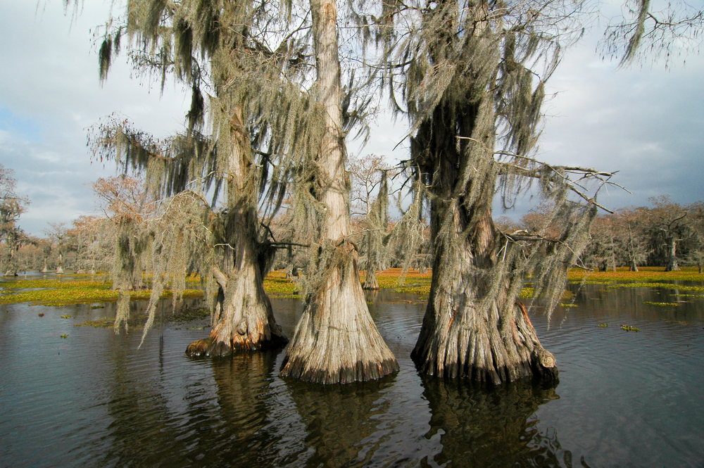lake with cypress trees state parks in texas