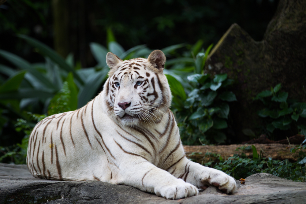 white tiger sitting things to do in abilene