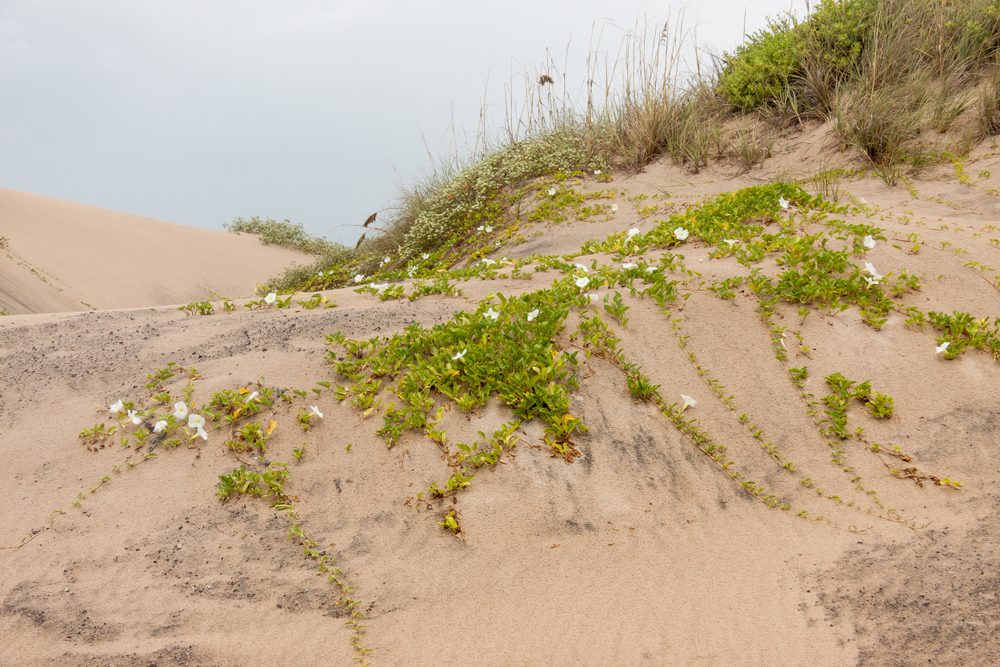Plants on Sand dunes