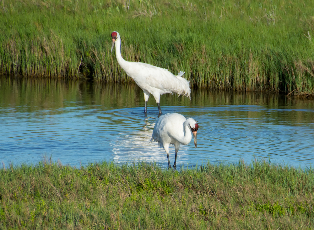 whooping cranes walking in water surrounded by greenery things to do in rockport