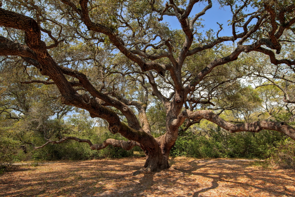 big oak tree with branches extending in every direction things to do in rockport
