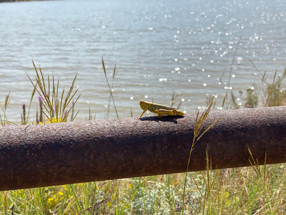 grasshopper sitting on a tree branch in front of the water