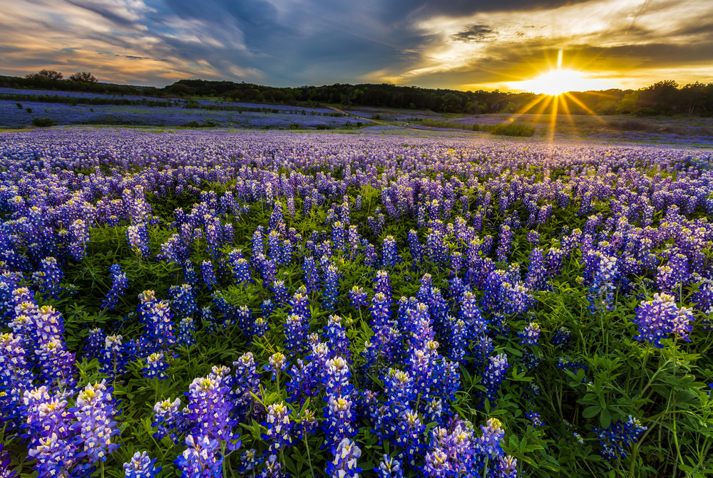 field of bluebonnets and the setting sun romantic getaways in texas