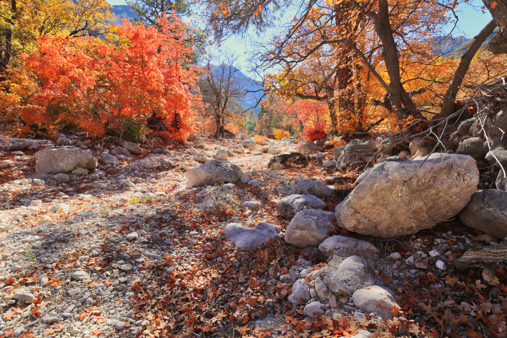 A rocky pathway at Guadalupe Mountains National Park with Fall colors 