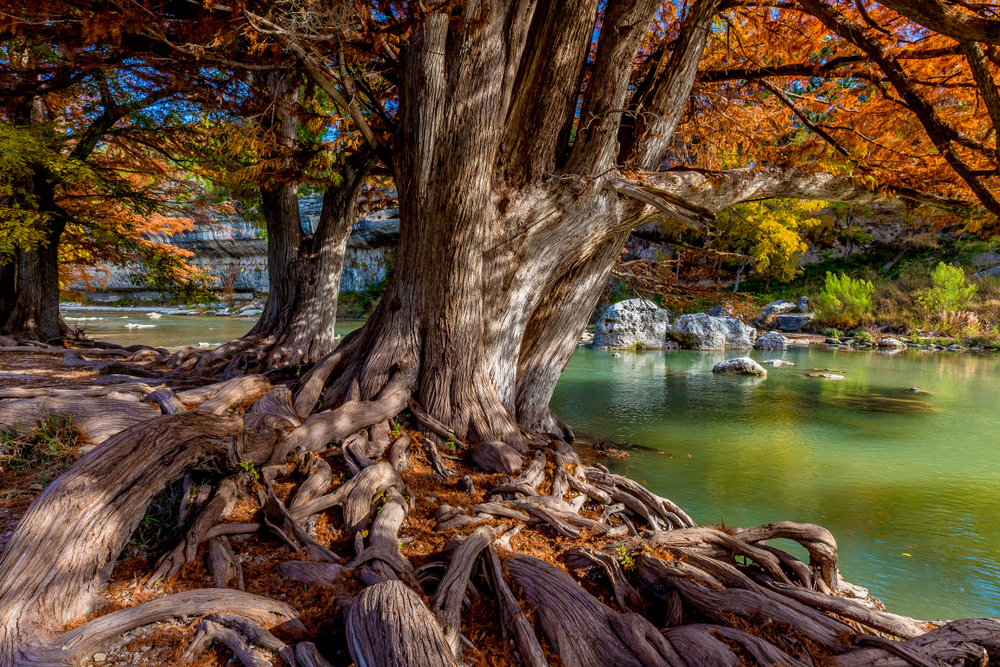 photo of trees and fall foliage at Nichol's Landing Paddle Trail 