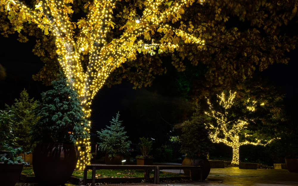 A pictures of tall trees wrapped in lights surrounded by potted trees along a path through the Holiday At The Arboretum in Dallas, Texas.
