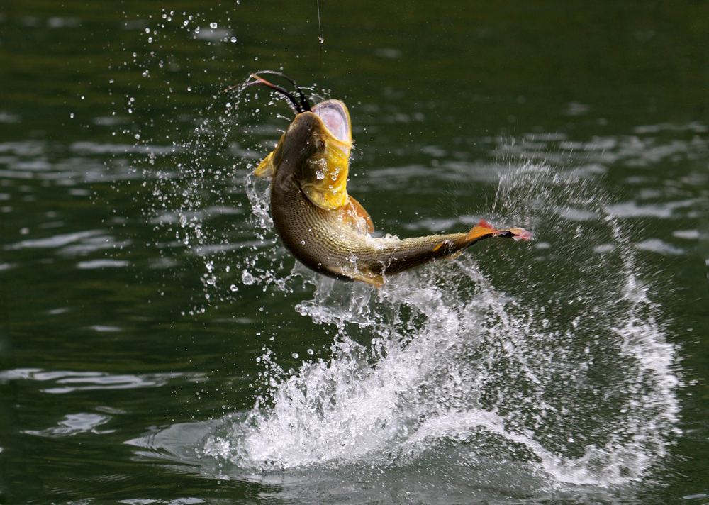 Large Mouth Bass Fish jumping out of water, water spraying around water in one of the many lakes in texas
