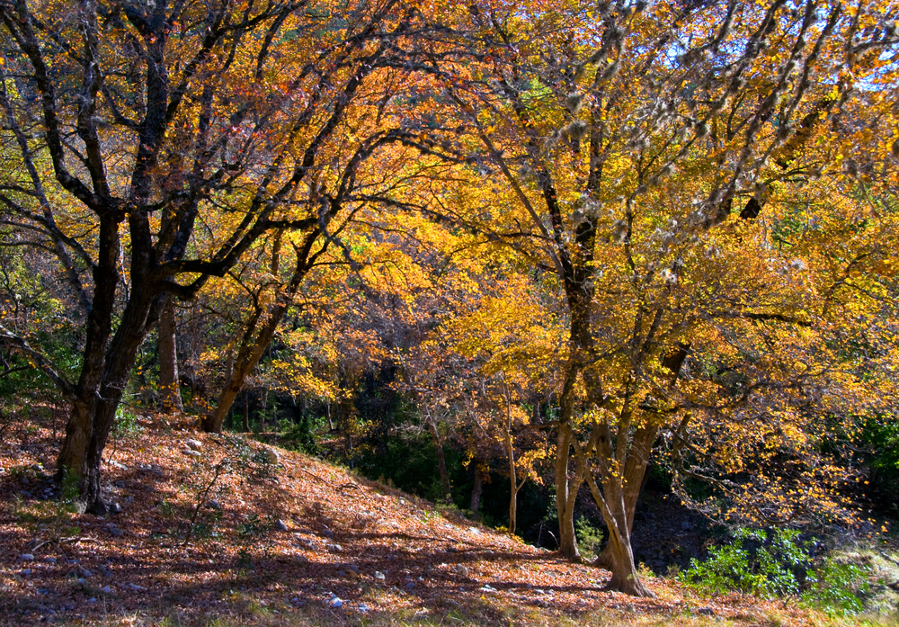 Beautiful yellow trees at Lost Maples State Natural Area.
