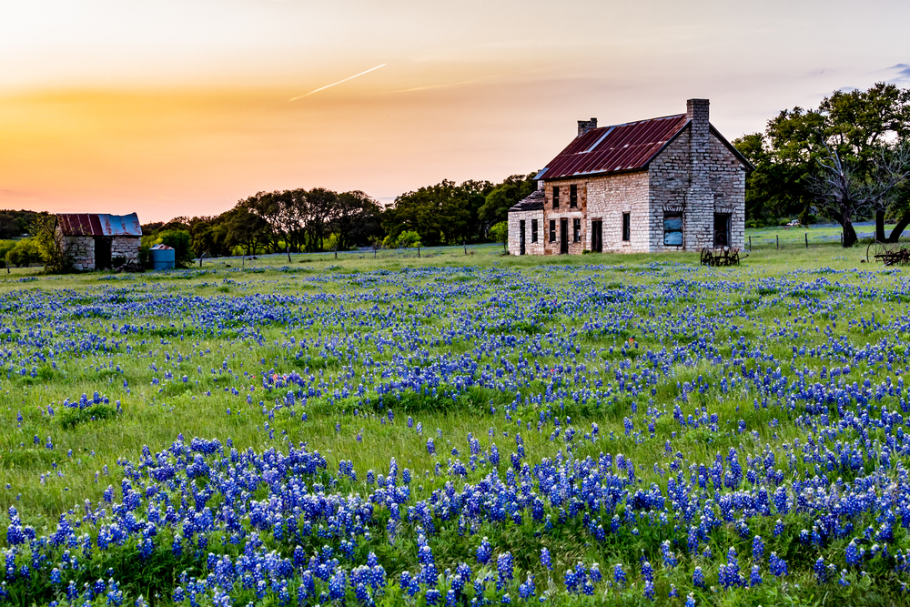 blue bonnet field with house in the background at sunset on your texas road trip