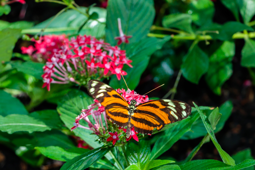 beautiful monarch butterfly resting on leaf at Texas Cockrell Butterfly Center