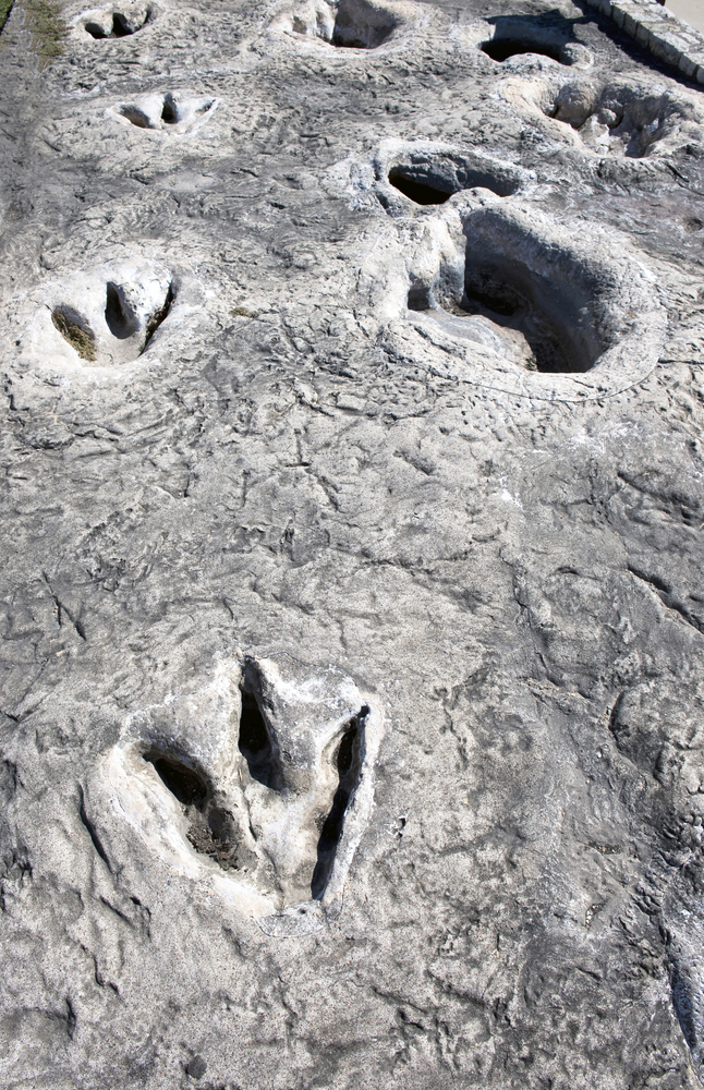 Dinosaur footprints at dinosaur valley in Texas