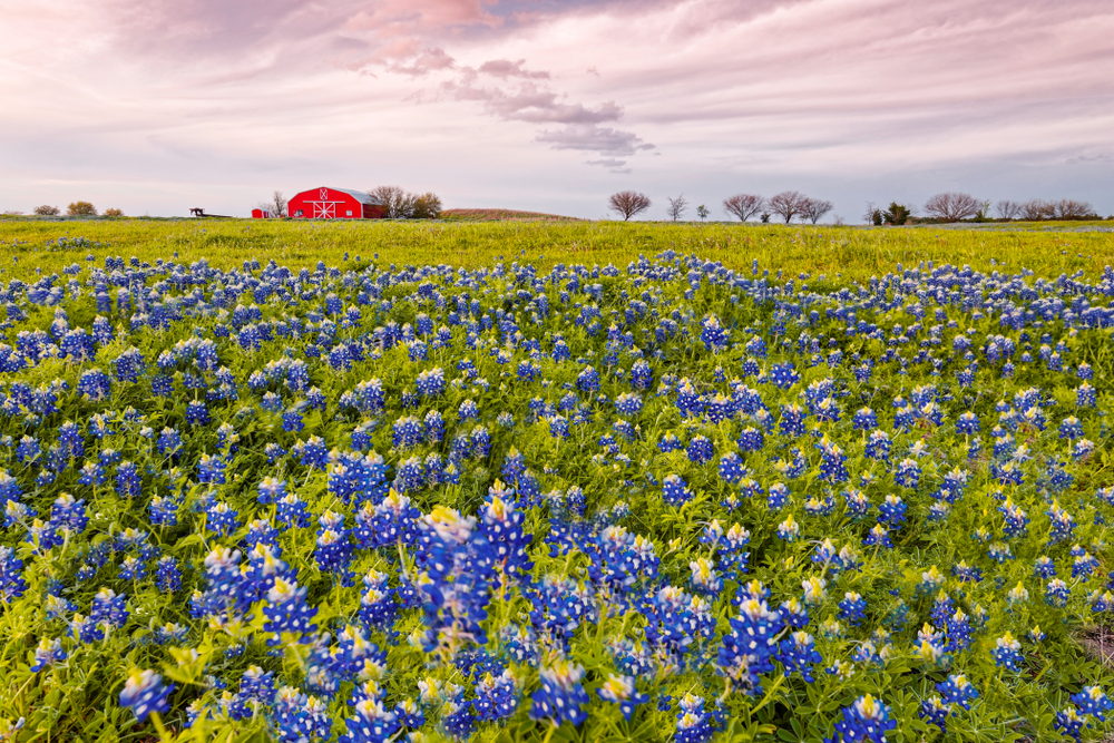 Photo of a field of bluebonnets. Bluebonnet sightseeing is one of the best weekend getaways in Texas.
