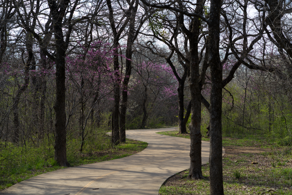 A paved trail surrounded by trees. The trees have curving branches and very few leaves on them. You can see some pink flowers on a few of the trees. There is some tall green grass and green shrubs. 