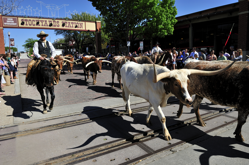 cattle being herded through street by cowboy riding a black horse with crowds on either side