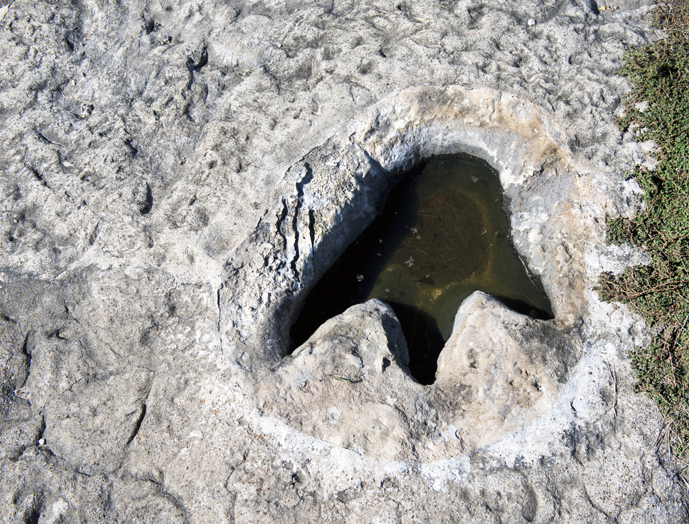 A three toed dinosaur footprint that has been fossilized in a riverbank in Texas. It is a greyish white stone and the foot print is filled with water. 