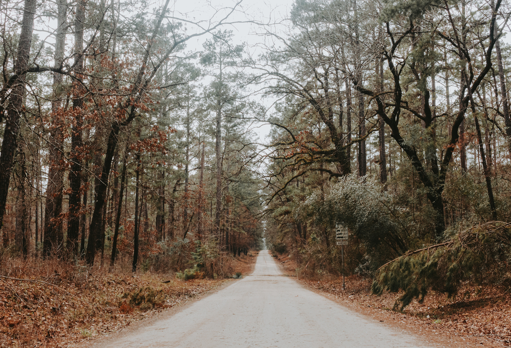 A road through Davy Crockett National Forest