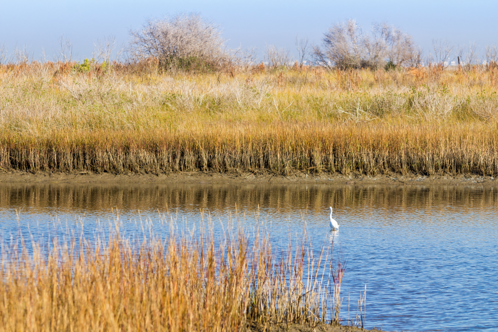 the wetlands and a wading bird at Galveston Island State Park