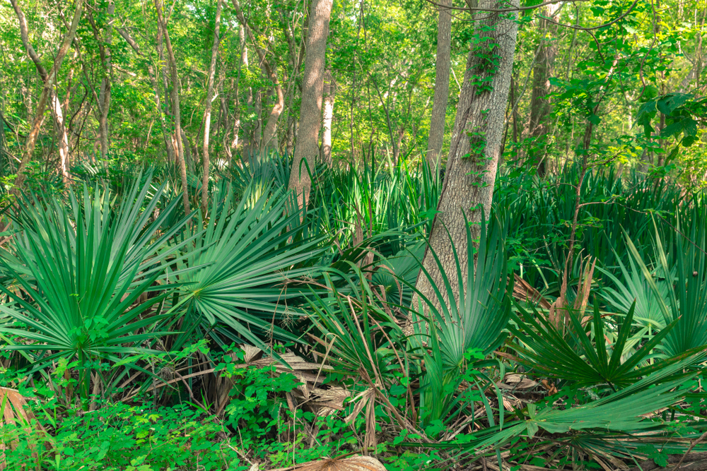 A forest landscape in Texas. On the ground you can see grasses and plants. But most of the space is taken up by dwarf palmetto plants.  They look like mini palm trees. You can see the trunks of larger trees. 