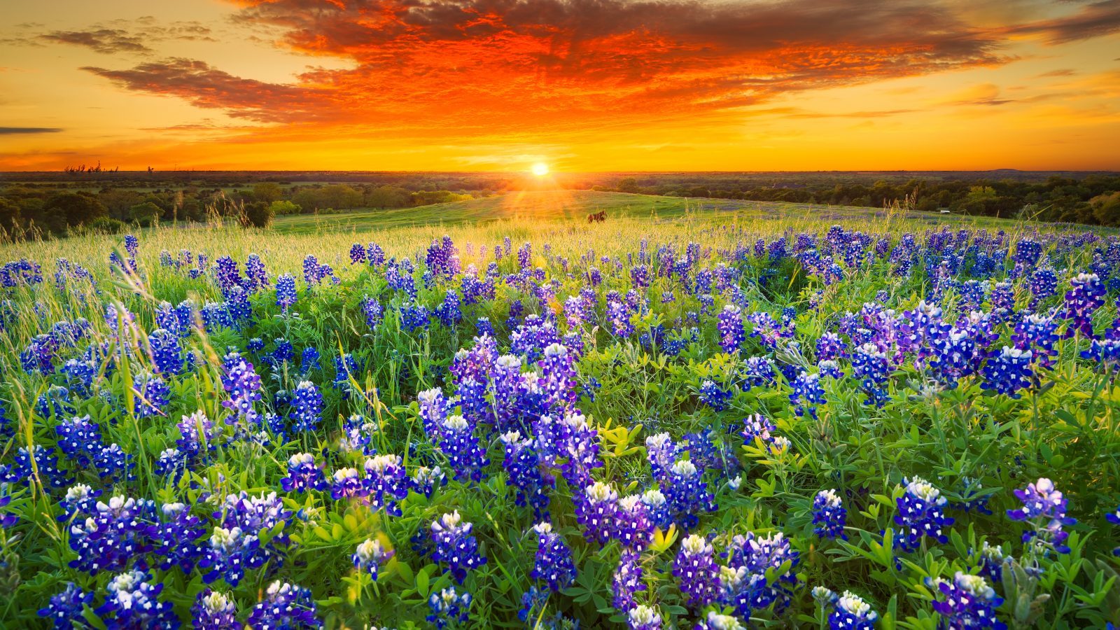 texas bluebonnets at sunset