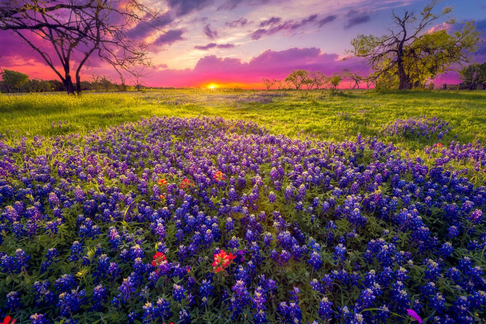 A field of Bluebells in a grassy meadow. There are a few trees in the meadow too. The sun is setting so the sky is blue, purple, pink, and just a tad bit orange. 