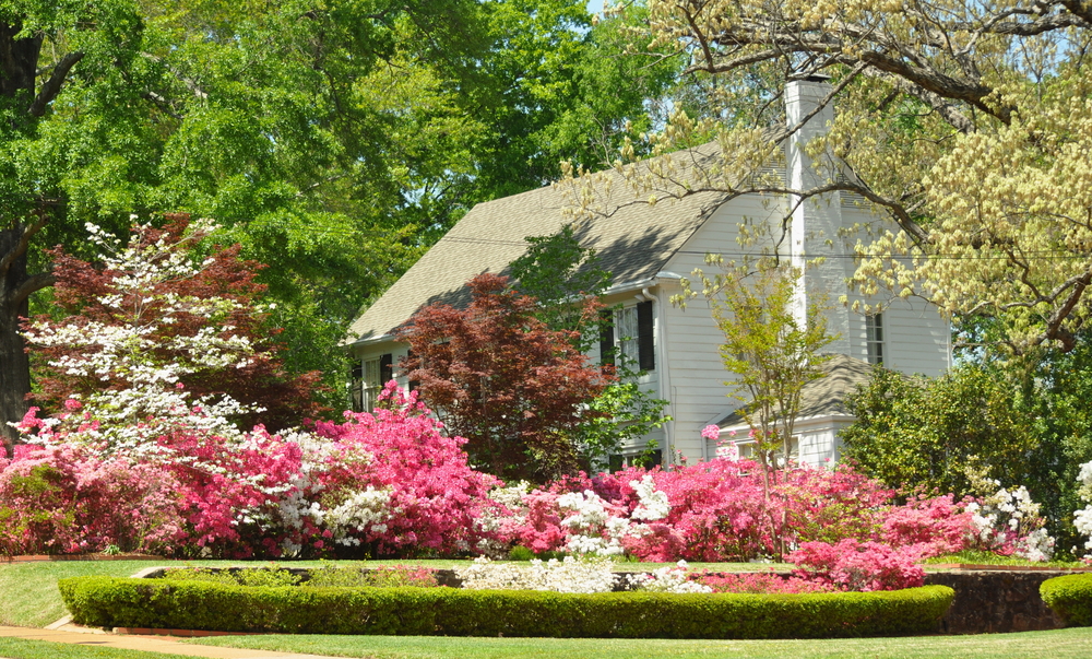 White colonial house surrounded by white and pink azalea flower and many trees found on the Azalea Trail in East Texas.