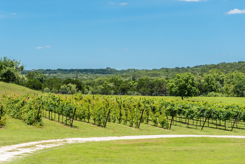 Rows of grapes growing at a winery on the Piney Woods Wine Trail, one of the tastiest things to do in East Texas.