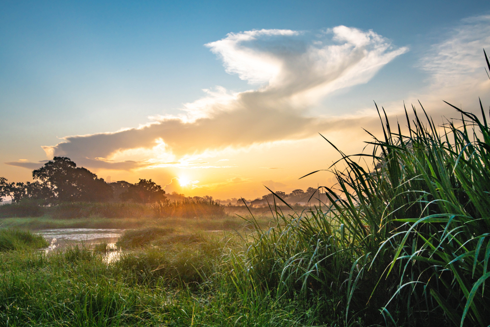 Wetlands in East Texas at sunrise.