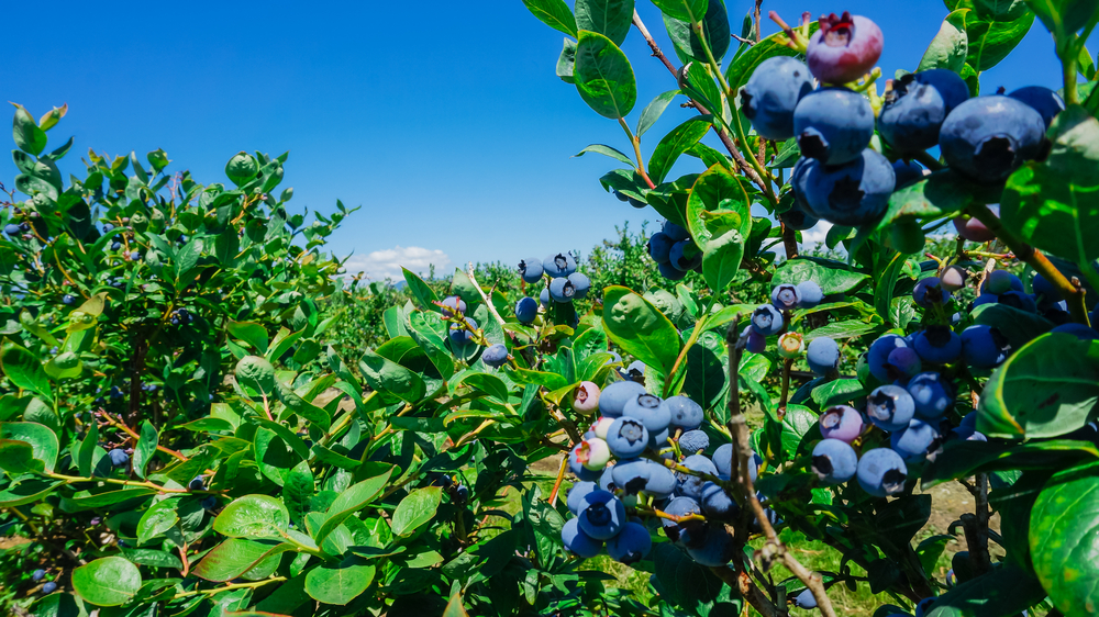 Close up of blueberry plants with a clear blue sky in the background.