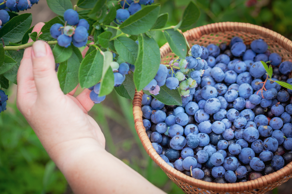 A person's hand harvesting blueberries into a woven basket already containing tons of blueberries.