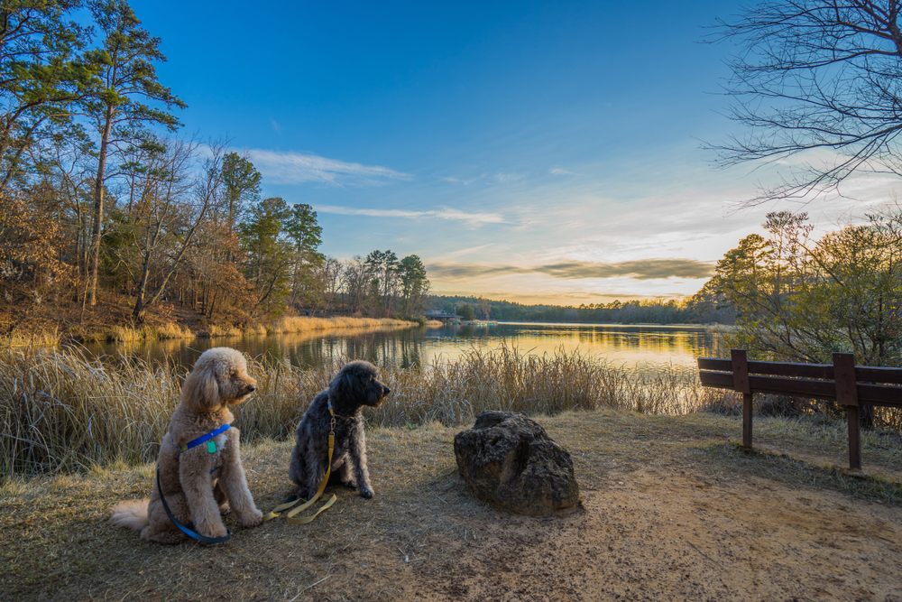 Two dogs sitting in front of a lake with trees surround it in Tyler State Park at sunset one of the best outdoor activities in East Texas.