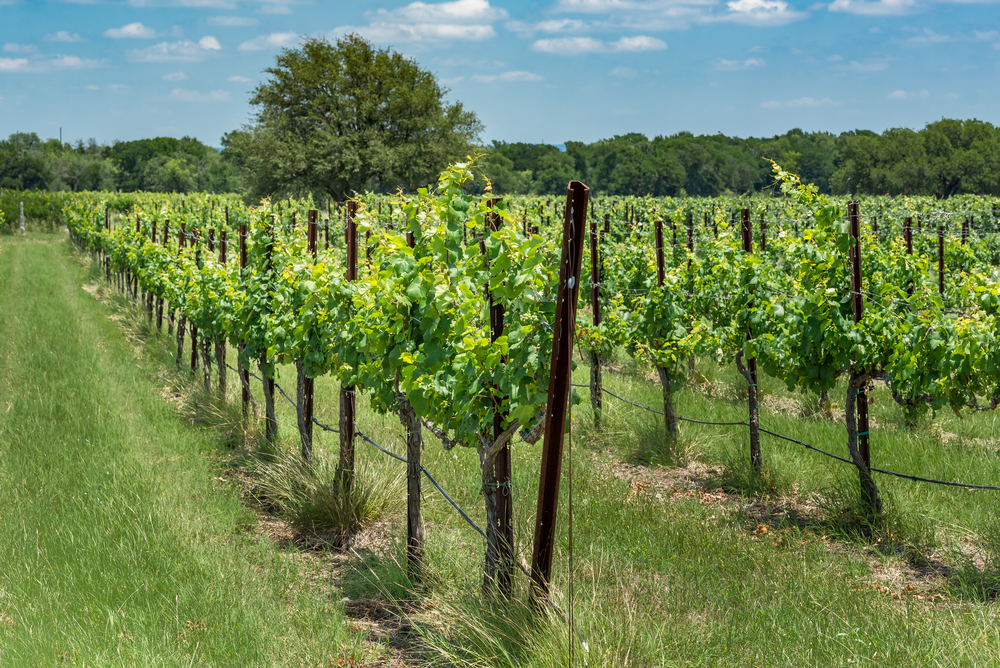 rows of vineyards on a sunny day at canyon lake