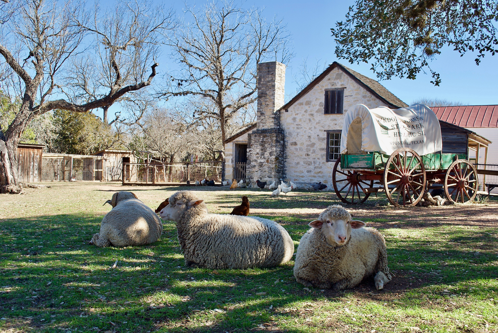 3 Sheep lying down in front of a building.