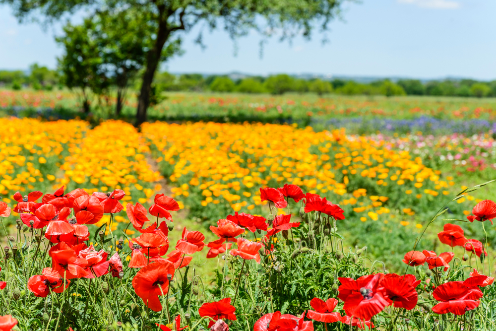 red poppies under a blue sky one of the best things to do in Fredericksburg texas