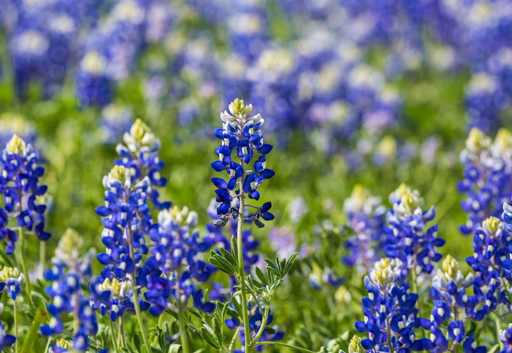photo of bluebonnets in a field 