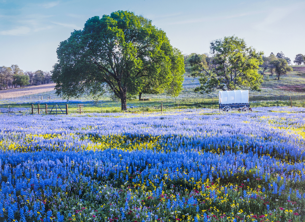 bluebonnets with tree one of the best things to do in texas hill country