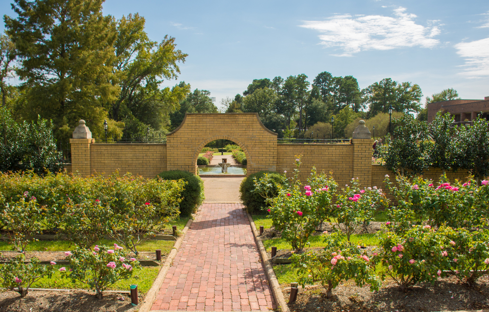 One of the rose gardens in Tyler Texas. There are rose bushes neatly in groups around a stone walkway. There is also a stone arch way that leads to more garden area and a fountain. The roses are barely blooming in pink and red. There are trees around the park. 