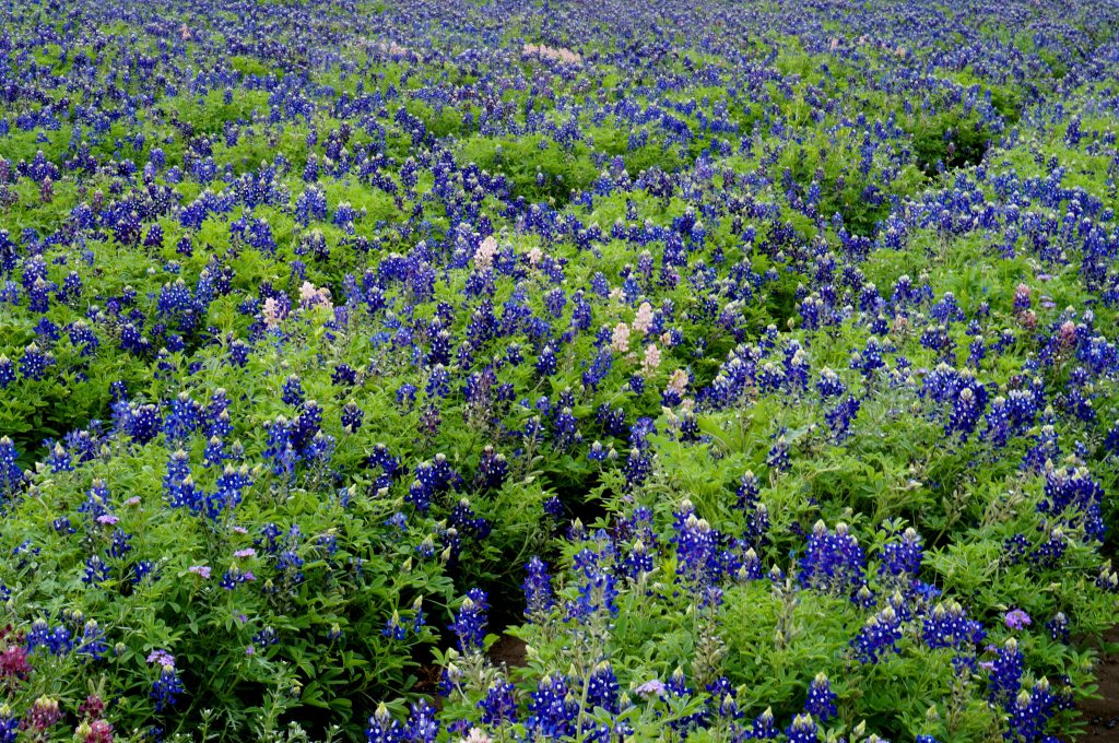 close up of Bluebonnets in a field